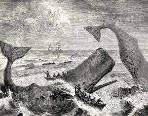 Moby Dick - Vecchia illustrazione - Aaronne Colagrossi