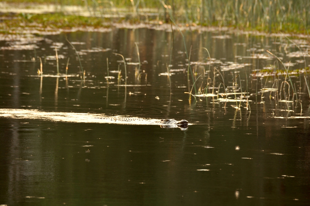 nile crocodile aaronne colagrossi 