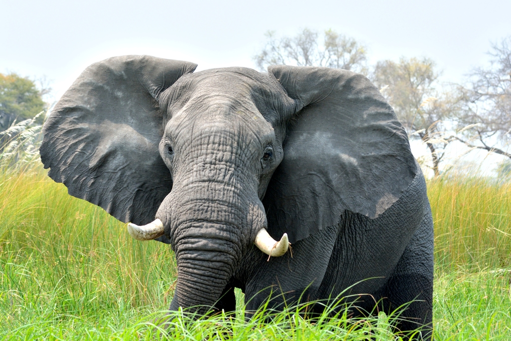 loxodonta africana aaronne colagrossi