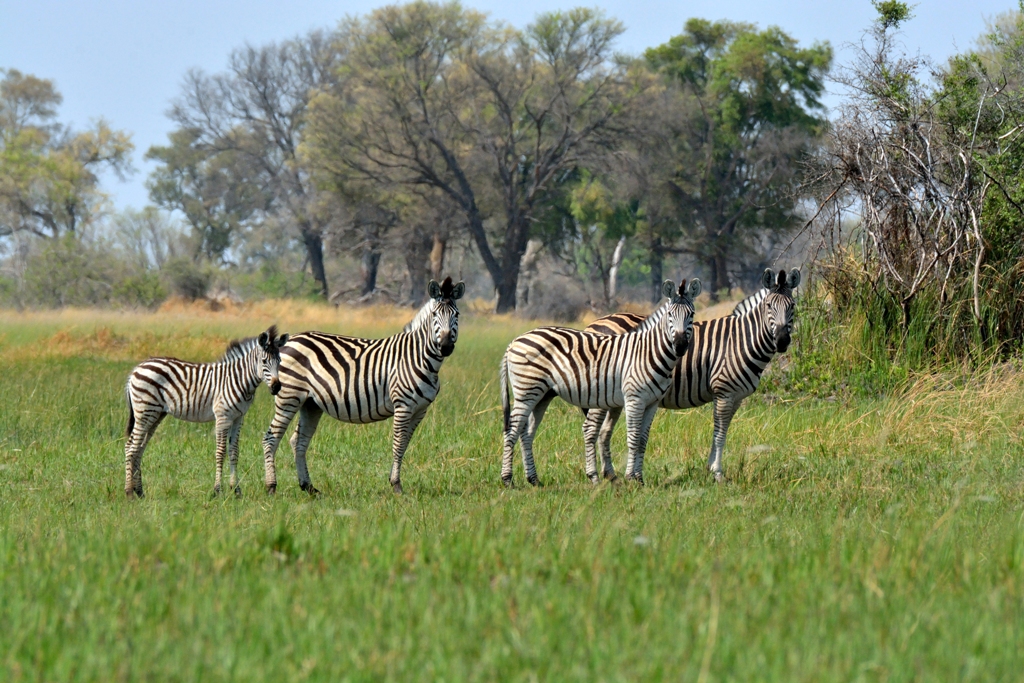 zebra colagrossi