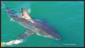 great white shark aaronne colagrossi