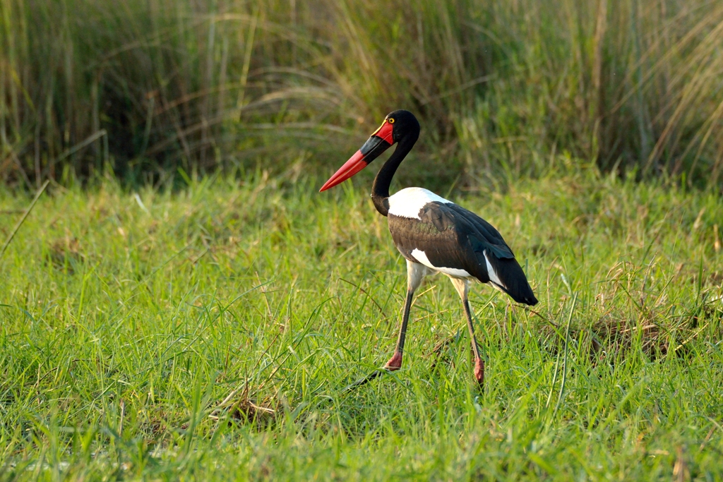 bird colagrossi