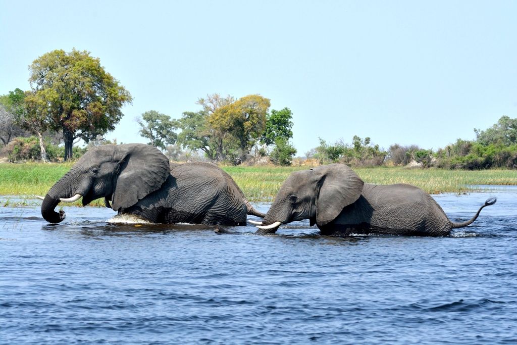 Loxodonta africana colagrossi