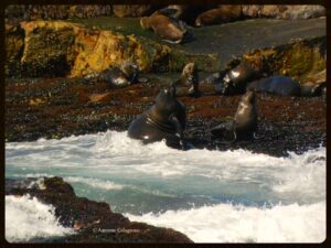 cape fur seal aaronne colagrossi