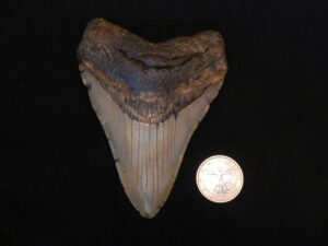 megalodon aaronne colagrossi