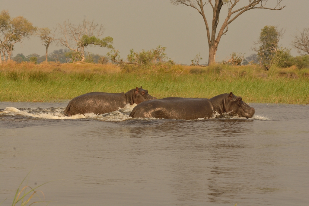 Hippo colagrossi