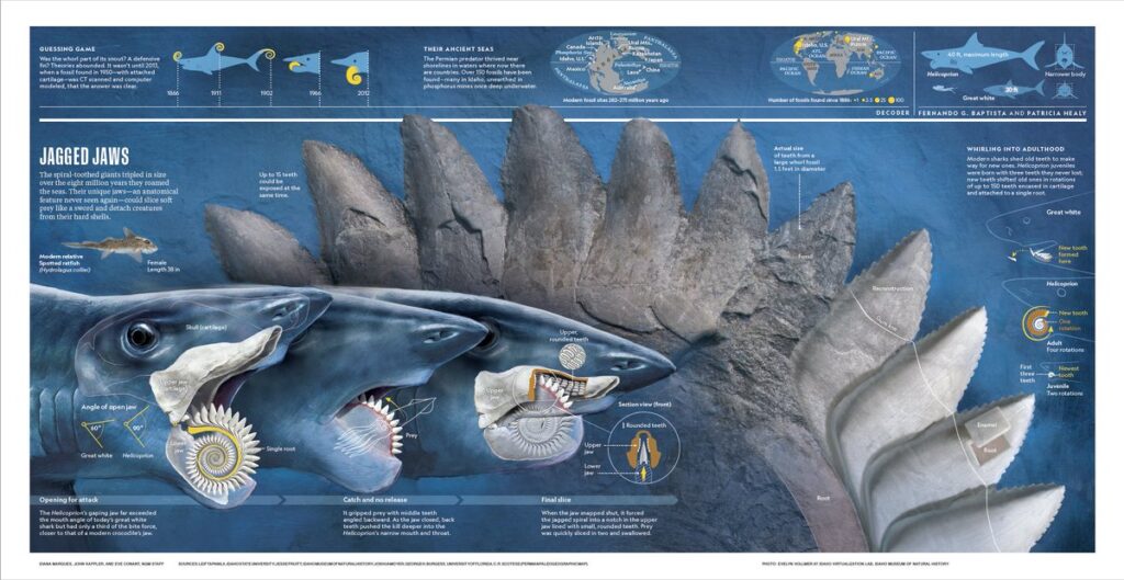 Helicoprion mascella funzionamento Colagrossi