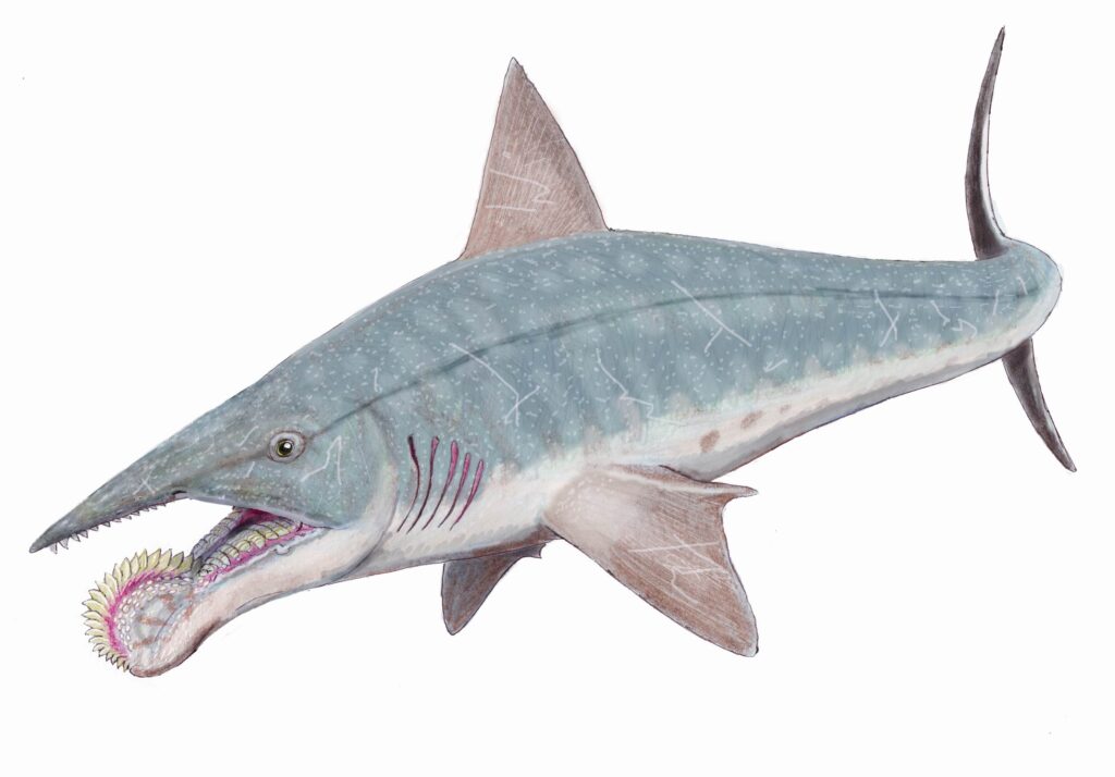 Helicoprion Colagrossi