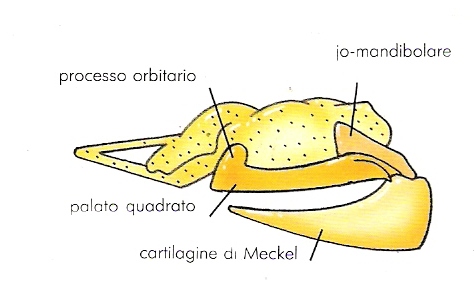 Moss squali moderni Colagrossi