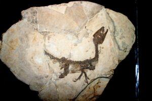 Scipionyx samniticus - Plattenkalk colagrossi