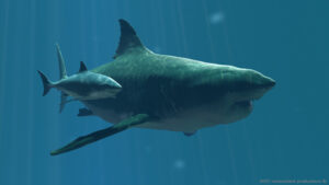 megalodon colagrossi