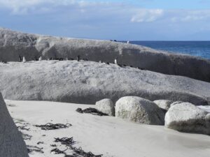 boulders beach aaronne colagrossi