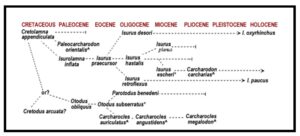 diagramma evolutivo megalodon colagrossi