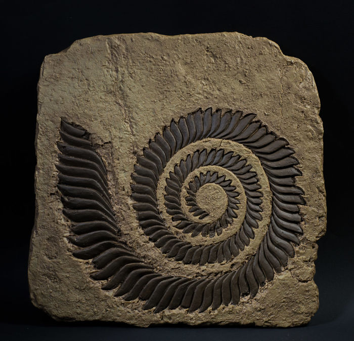 Helicoprion fossil Colagrossi
