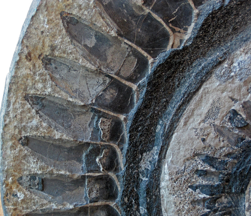 Helicoprion Colagrossi