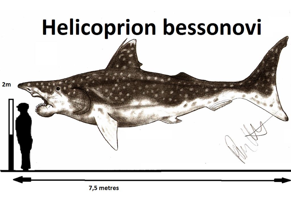 Helicoprion bessonovi, ricostruzione Colagrossi