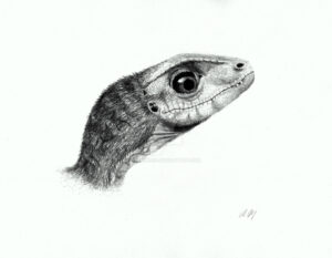 Scipionyx samniticus - Disegno colagrossi